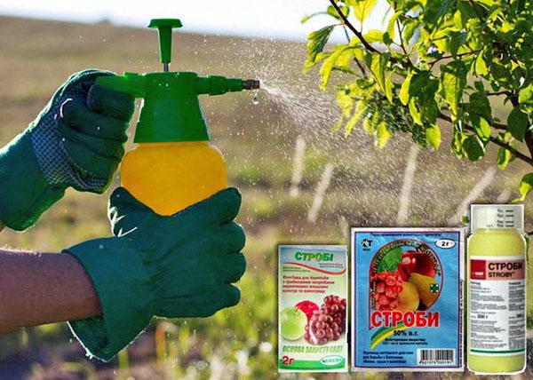 ส่วนประกอบและคำแนะนำสำหรับการใช้สารฆ่าเชื้อรา Strobi ขนาดยาและสารที่คล้ายกัน