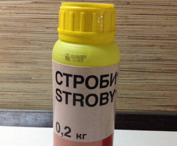 แสงแฟลชบนดอกไม้