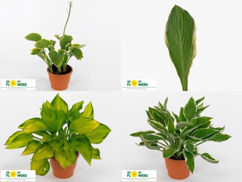 ระยะเวลาและวิธีการขยายพันธุ์โฮสตาที่บ้าน การดูแลเพิ่มเติม