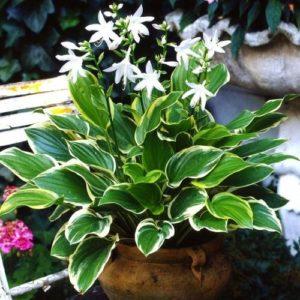 คำอธิบายพันธุ์โฮสต้าและพันธุ์ที่สวยงามที่สุด 25 อันดับแรก กฎการปลูก