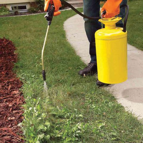 การพ่นหญ้า