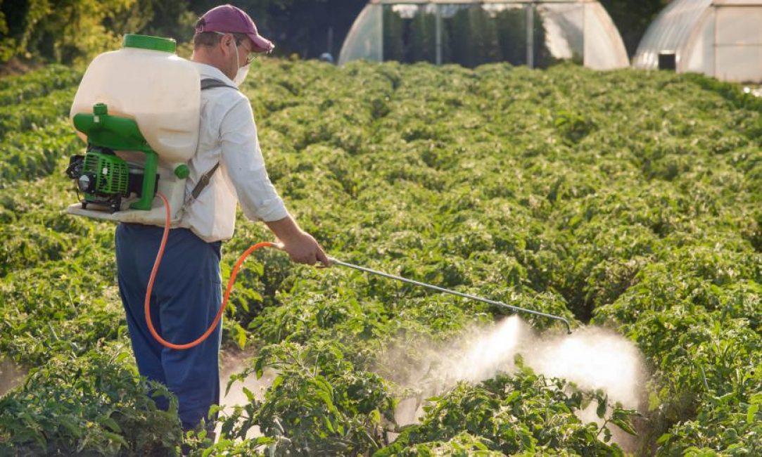 การแปรรูปมันฝรั่ง