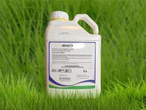 Composition et mode d'emploi du fongicide Impact, doses d'application et analogues