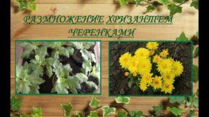 Calendrier et méthodes de propagation des chrysanthèmes à la maison, leur culture