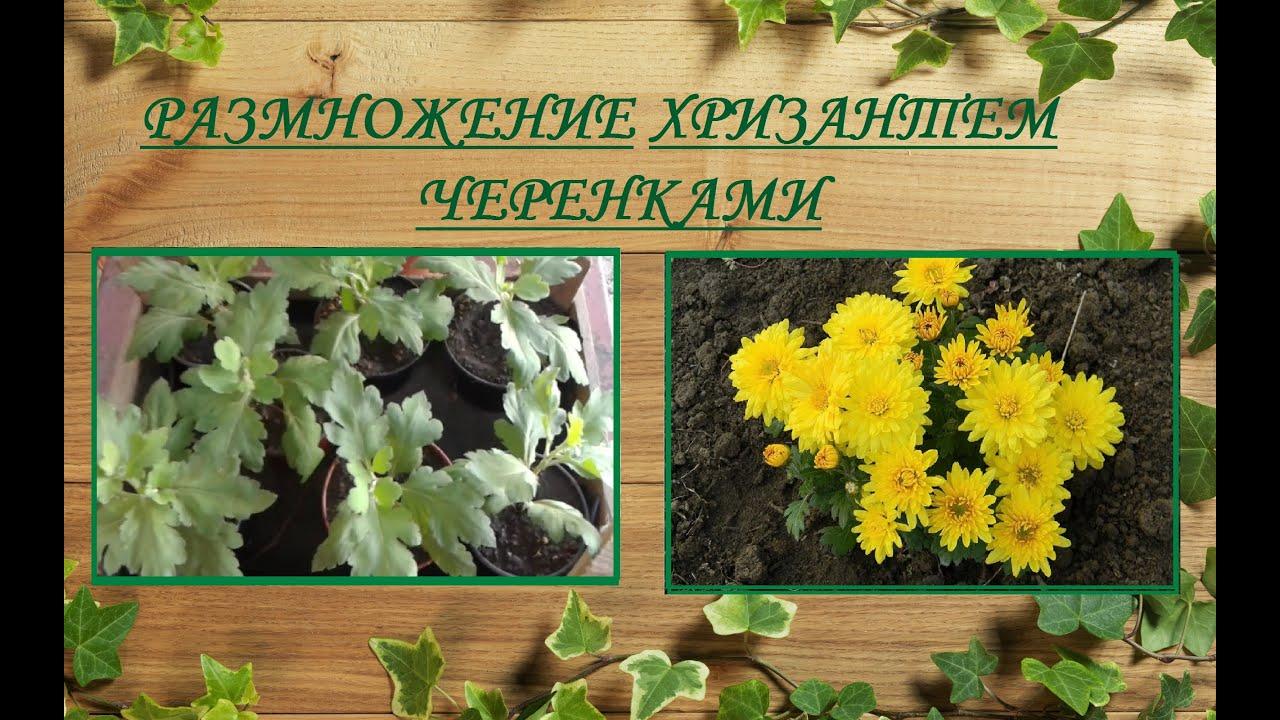 การตัดดอกไม้