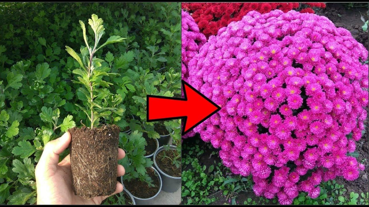 การตัดดอกเบญจมาศ