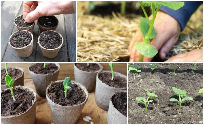 planter des concombres