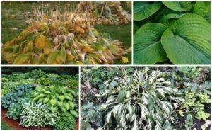 การดูแลโฮสต้าในฤดูใบไม้ร่วงและการเตรียมตัวสำหรับฤดูหนาว วิธีการตัดแต่งและคลุม