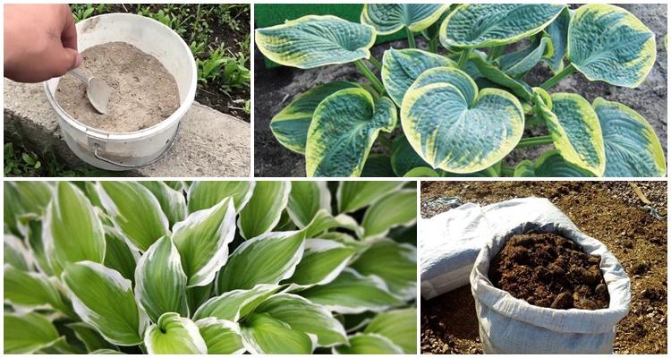 cendre de bois; fumier pourri;