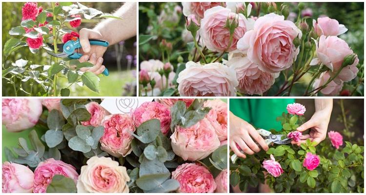 ดอกกุหลาบดอกโบตั๋น