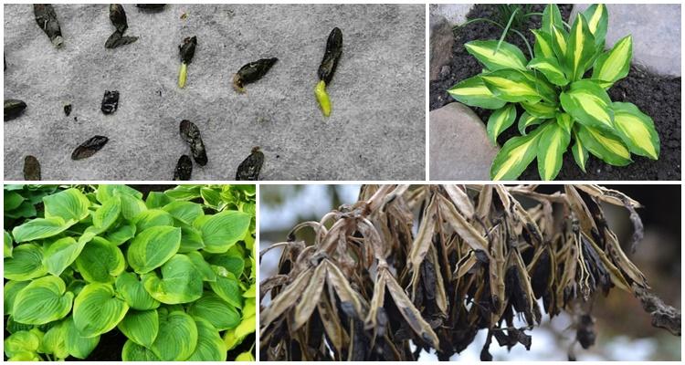 โดยการแบ่งพุ่มไม้