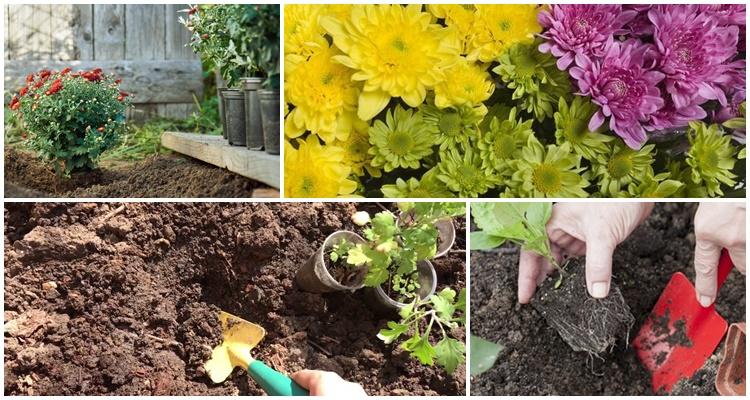 การตัดดอกไม้