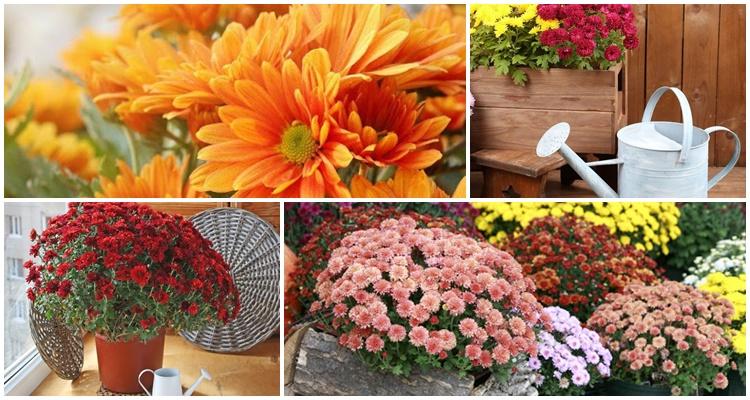 พันธุ์ทนหนาว ซัน