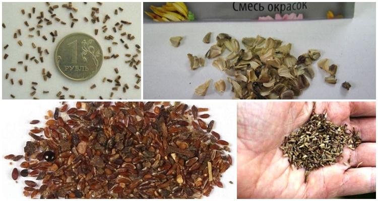 เมล็ดพันธุ์ดอกไม้