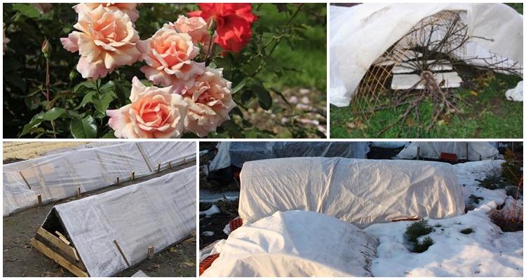 ที่พักพิงสำหรับกุหลาบ