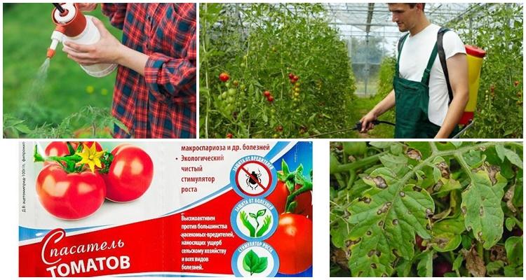 การฉีดพ่นมะเขือเทศ