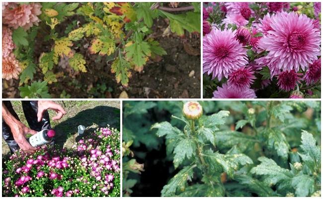 อาการหัวล้านของตุ่มดอก