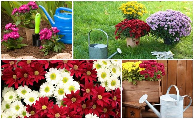 การรดน้ำดอกไม้