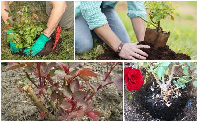 transplantation de rosiers
