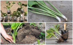 ระยะเวลาและวิธีการขยายพันธุ์โฮสตาที่บ้าน การดูแลเพิ่มเติม