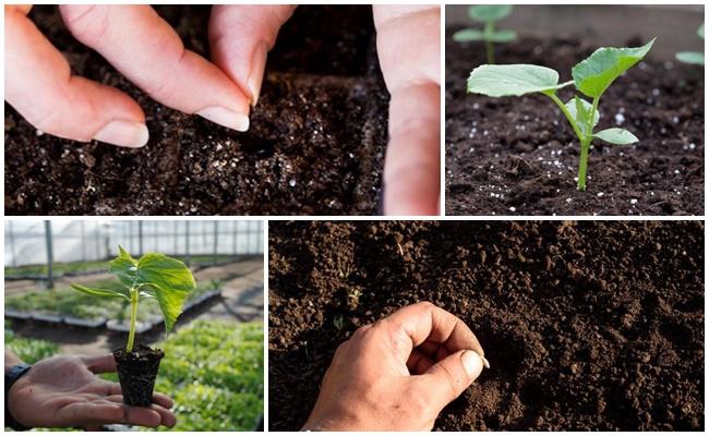 planter des concombres