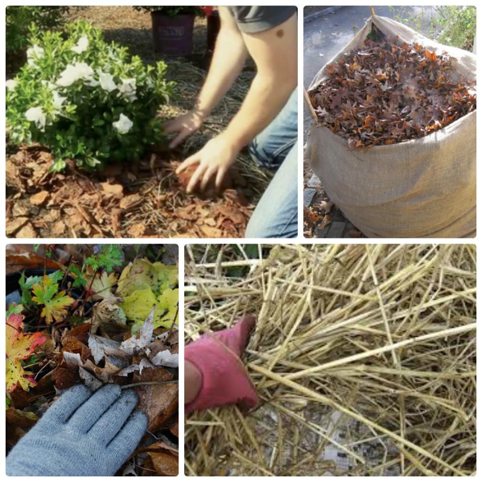 15 สายพันธุ์เบญจมาศเกาหลียอดนิยม การปลูกและการดูแลในพื้นที่โล่ง