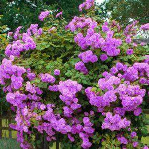 การปลูกกุหลาบเลื้อยและพันธุ์ไม้ยอดนิยม 10 พันธุ์ การปลูกและการดูแลในพื้นที่โล่ง