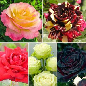 16 พันธุ์กุหลาบไฮบริดทีที่ดีที่สุด: การปลูกและการดูแลในพื้นที่โล่ง