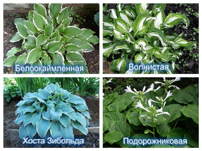 Prendre soin de l'hosta en automne et préparer l'hiver, comment tailler et couvrir