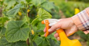 Instructions pour utiliser les 10 meilleurs fongicides pour les concombres et lequel choisir