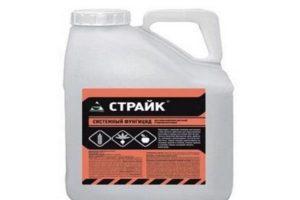 คำแนะนำในการใช้และส่วนประกอบของสารป้องกันเชื้อรา Strike Forte อัตราการใช้