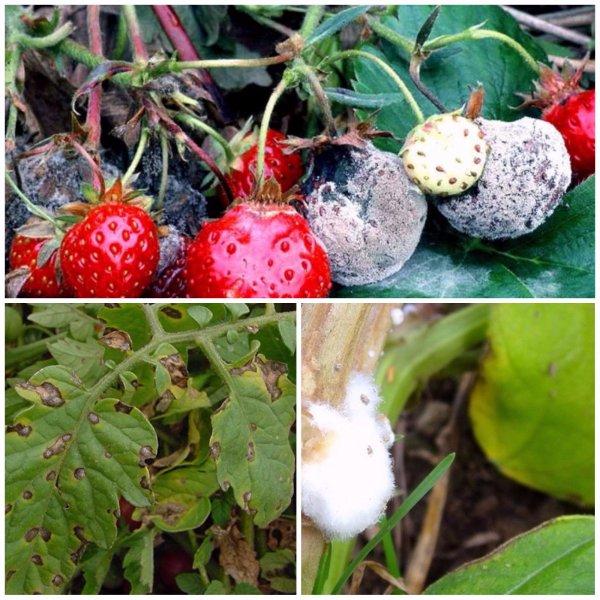 les fraises sont malades