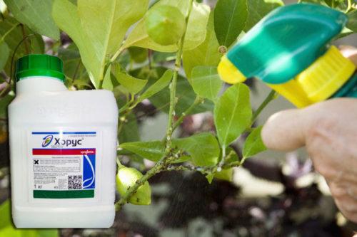 pulvériser la culture