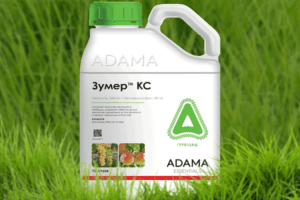 Mode d'emploi et composition du fongicide Zummer, doses d'application et analogues