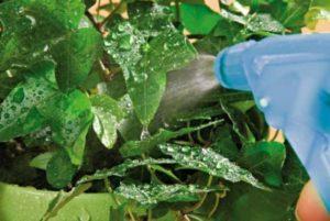 ประเภทของสารป้องกันเชื้อราในสวนและคำอธิบายของ 24 อันดับแรกที่ดีที่สุด คำแนะนำในการใช้