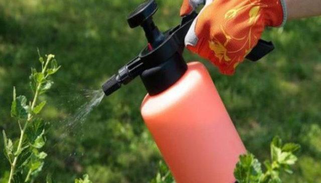 การฉีดพ่นพุ่มไม้