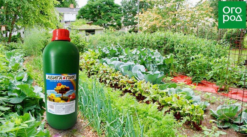 ยอดเขาอาบิกา