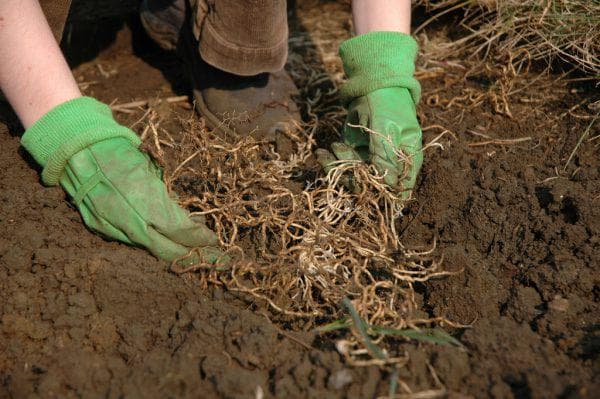 การบดราก