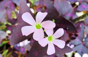 สรรพคุณและข้อห้ามในการใช้ไม้ซอเรล การใช้งาน