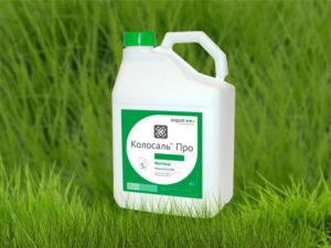 คำแนะนำในการใช้และการผสมสารฆ่าเชื้อรา Kolosal ขนาดยาและสารที่คล้ายกัน