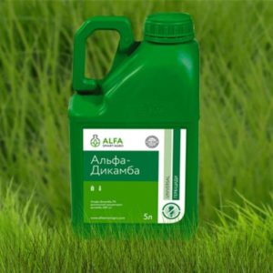 คำแนะนำในการใช้และส่วนประกอบของสารกำจัดวัชพืช Dicamba ปริมาณและสารที่คล้ายกัน