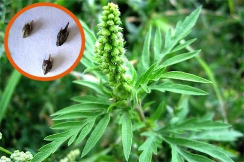 สารกำจัดวัชพืชสำหรับหญ้าแร็กวีด