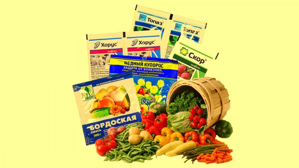 Liste des fongicides pour plantes d'intérieur