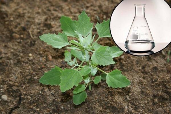 สารกำจัดวัชพืชเกียรติยศ