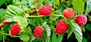 คำอธิบายเกี่ยวกับสารกำจัดวัชพืช 10 อันดับแรกสำหรับวัชพืชราสเบอร์รี่และชนิดใดดีที่สุด