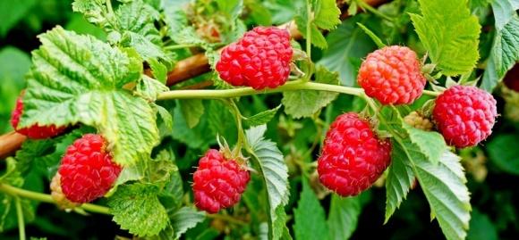 สารกำจัดวัชพืชในราสเบอร์รี่