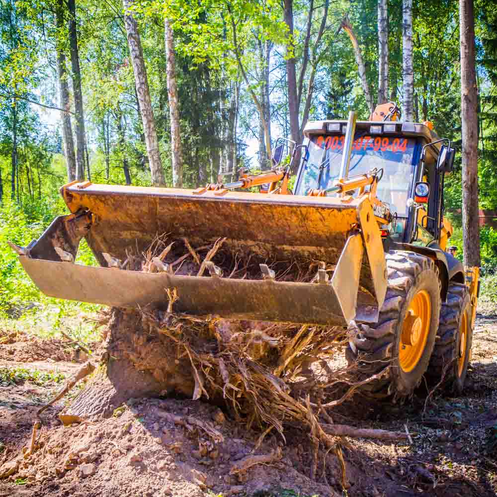 Comment déraciner les buissons sur une parcelle