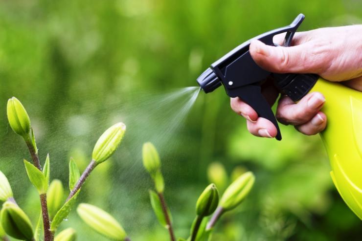 วิธีกำจัดการเติบโตของต้นไม้บนทรัพย์สิน