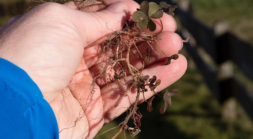 วิธีกำจัดหญ้าเปรี้ยว