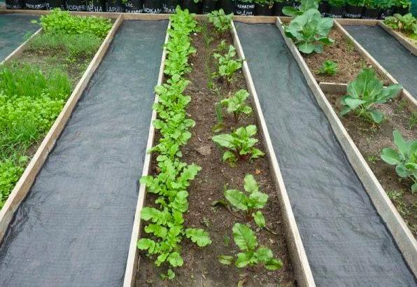 วิธีทำแปลงปลูกผักไร้วัชพืชตั้งแต่เริ่มต้น